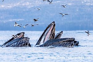 Humpback whales surface together during coordinated bubble-net feeding in Southeast Alaska. The whales use bubbles, sound, and movement to corral fish before capturing them in their open mouths, Megaptera novaeangliae, Sitka Sound