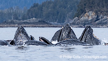 Humpback whales surface together during coordinated bubble-net feeding in Southeast Alaska. The whales use bubbles, sound, and movement to corral fish before capturing them in their open mouths, Megaptera novaeangliae, Sitka Sound