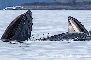 Humpback whales surface together during coordinated bubble-net feeding in Southeast Alaska. The whales use bubbles, sound, and movement to corral fish before capturing them in their open mouths, Megaptera novaeangliae, Sitka Sound
