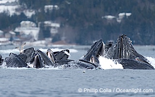 Humpback whales surface together during coordinated bubble-net feeding in Southeast Alaska. The whales use bubbles, sound, and movement to corral fish before capturing them in their open mouths, Megaptera novaeangliae, Sitka Sound