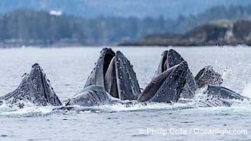 Humpback whales surface together during coordinated bubble-net feeding in Southeast Alaska. The whales use bubbles, sound, and movement to corral fish before capturing them in their open mouths, Megaptera novaeangliae, Sitka Sound