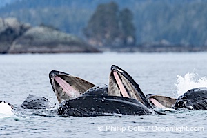Humpback whales surface together during coordinated bubble-net feeding in Southeast Alaska. The whales use bubbles, sound, and movement to corral fish before capturing them in their open mouths, Megaptera novaeangliae, Sitka Sound