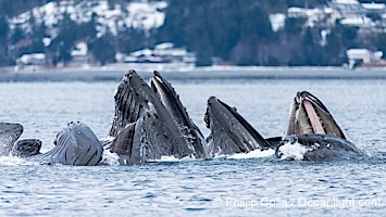 Humpback whales surface together during coordinated bubble-net feeding in Southeast Alaska. The whales use bubbles, sound, and movement to corral fish before capturing them in their open mouths, Megaptera novaeangliae, Sitka Sound