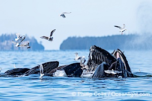 Humpback whales surface together during coordinated bubble-net feeding in Southeast Alaska. The whales use bubbles, sound, and movement to corral fish before capturing them in their open mouths, Megaptera novaeangliae, Sitka Sound