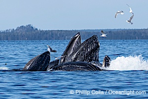 Humpback whales surface together during coordinated bubble-net feeding in Southeast Alaska. The whales use bubbles, sound, and movement to corral fish before capturing them in their open mouths, Megaptera novaeangliae, Sitka Sound