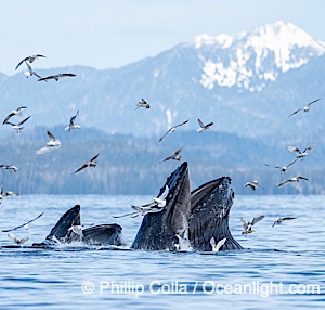 Humpback whales surface together during coordinated bubble-net feeding in Southeast Alaska. The whales use bubbles, sound, and movement to corral fish before capturing them in their open mouths, Megaptera novaeangliae, Sitka Sound