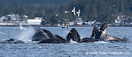 Humpback whales surface together during coordinated bubble-net feeding in Southeast Alaska. The whales use bubbles, sound, and movement to corral fish before capturing them in their open mouths, Megaptera novaeangliae, Sitka Sound