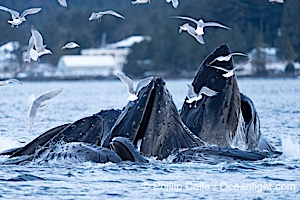 Humpback whales surface together during coordinated bubble-net feeding in Southeast Alaska. The whales use bubbles, sound, and movement to corral fish before capturing them in their open mouths, Megaptera novaeangliae, Sitka Sound
