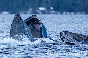 Humpback whales surface together during coordinated bubble-net feeding in Southeast Alaska. The whales use bubbles, sound, and movement to corral fish before capturing them in their open mouths, Megaptera novaeangliae, Sitka Sound