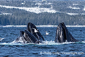 Humpback whales surface together during coordinated bubble-net feeding in Southeast Alaska. The whales use bubbles, sound, and movement to corral fish before capturing them in their open mouths, Megaptera novaeangliae, Sitka Sound