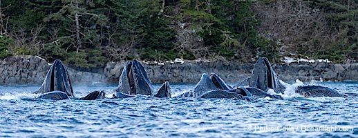 Humpback whales surface together during coordinated bubble-net feeding in Southeast Alaska. The whales use bubbles, sound, and movement to corral fish before capturing them in their open mouths, Megaptera novaeangliae, Sitka Sound