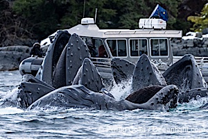 Humpback whales surface together during coordinated bubble-net feeding in Southeast Alaska. The whales use bubbles, sound, and movement to corral fish before capturing them in their open mouths, Megaptera novaeangliae, Sitka Sound