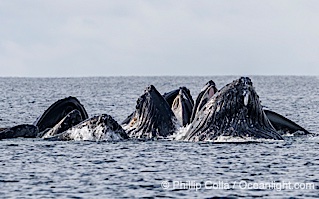 Humpback whales surface together during coordinated bubble-net feeding in Southeast Alaska. The whales use bubbles, sound, and movement to corral fish before capturing them in their open mouths, Megaptera novaeangliae, Sitka Sound