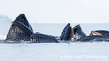 Humpback whales surface together during coordinated bubble-net feeding in Southeast Alaska. The whales use bubbles, sound, and movement to corral fish before capturing them in their open mouths, Megaptera novaeangliae, Sitka Sound