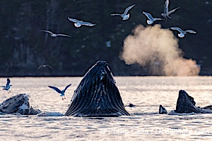 Humpback whales surface together during coordinated bubble-net feeding in Southeast Alaska. The whales use bubbles, sound, and movement to corral fish before capturing them in their open mouths, Megaptera novaeangliae, Sitka Sound