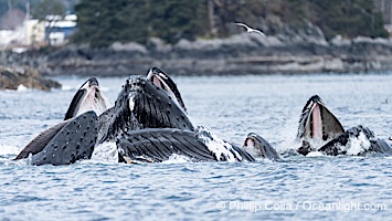 Humpback whales surface together during coordinated bubble-net feeding in Southeast Alaska. The whales use bubbles, sound, and movement to corral fish before capturing them in their open mouths, Megaptera novaeangliae, Sitka Sound