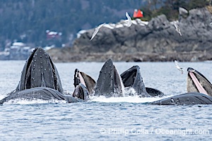 Humpback whales surface together during coordinated bubble-net feeding in Southeast Alaska. The whales use bubbles, sound, and movement to corral fish before capturing them in their open mouths, Megaptera novaeangliae, Sitka Sound