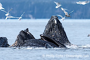 Humpback whales surface together during coordinated bubble-net feeding in Southeast Alaska. The whales use bubbles, sound, and movement to corral fish before capturing them in their open mouths, Megaptera novaeangliae, Sitka Sound