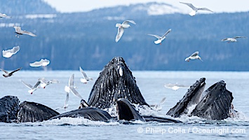 Humpback whales surface together during coordinated bubble-net feeding in Southeast Alaska. The whales use bubbles, sound, and movement to corral fish before capturing them in their open mouths, Megaptera novaeangliae, Sitka Sound