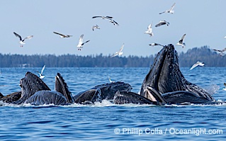 Humpback whales surface together during coordinated bubble-net feeding in Southeast Alaska. The whales use bubbles, sound, and movement to corral fish before capturing them in their open mouths, Megaptera novaeangliae, Sitka Sound