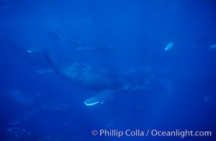 North Pacific humpback whale, large active group, Megaptera novaeangliae, Maui