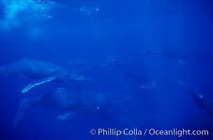 North Pacific humpback whale, large active group, Megaptera novaeangliae, Maui