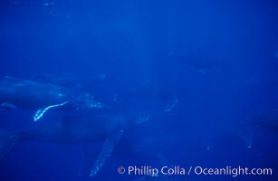 North Pacific humpback whale, large active group, Megaptera novaeangliae, Maui