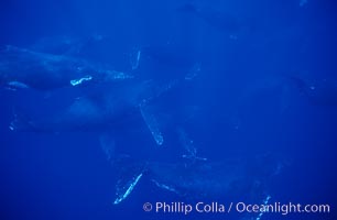 North Pacific humpback whale, large active group, Megaptera novaeangliae, Maui