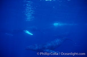 North Pacific humpback whale, active group, Megaptera novaeangliae, Maui