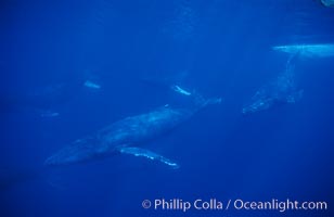 North Pacific humpback whale, active group, Megaptera novaeangliae, Maui