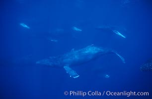 North Pacific humpback whale, large active group, Megaptera novaeangliae, Maui