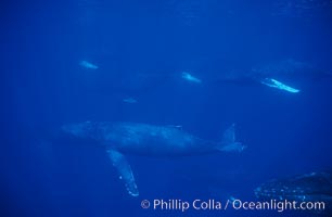 North Pacific humpback whale, active group, Megaptera novaeangliae, Maui