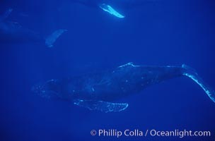 North Pacific humpback whale, active group, Megaptera novaeangliae, Maui