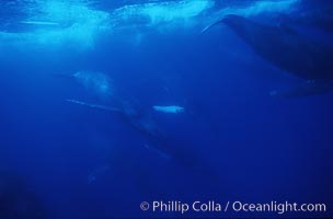 North Pacific humpback whale, large active group, Megaptera novaeangliae, Maui