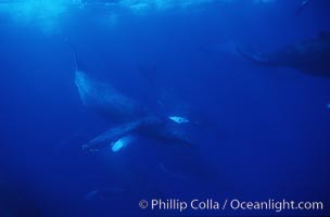 North Pacific humpback whale, large active group, Megaptera novaeangliae, Maui