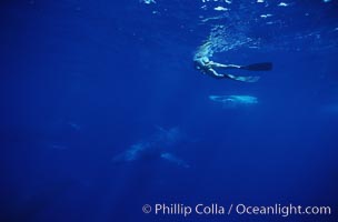 North Pacific humpback whale, active group, research diver, Megaptera novaeangliae, Maui