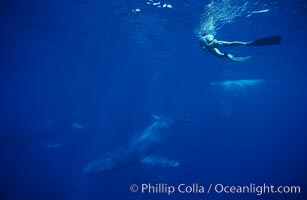 North Pacific humpback whale, active group, research diver, Megaptera novaeangliae, Maui, Hawaii.