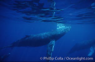 North Pacific humpback whale, Megaptera novaeangliae, Maui