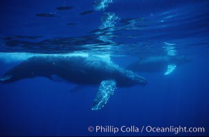North Pacific humpback whale, Megaptera novaeangliae, Maui