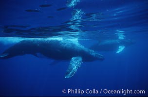 North Pacific humpback whale, Megaptera novaeangliae, Maui