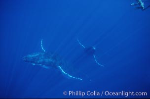 North Pacific humpback whale, Megaptera novaeangliae, Maui