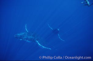 North Pacific humpback whale, Megaptera novaeangliae, Maui