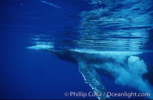 North Pacific humpback whale, Megaptera novaeangliae, Maui