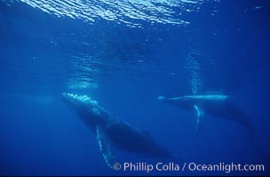 North Pacific humpback whale, Megaptera novaeangliae, Maui