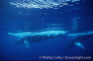 North Pacific humpback whale, Megaptera novaeangliae, Maui