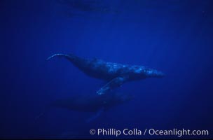 North Pacific humpback whale, Megaptera novaeangliae, Maui