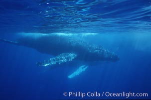 North Pacific humpback whale, Megaptera novaeangliae, Maui