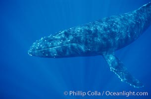 North Pacific humpback whale, head nodules (adult male), Megaptera novaeangliae, Maui