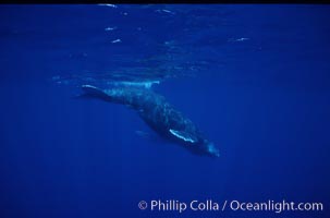 North Pacific humpback whale calf, Megaptera novaeangliae, Maui