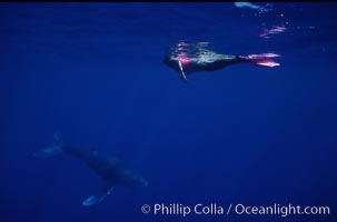 North Pacific humpback whale calf, Mikako Kotani, Megaptera novaeangliae, Maui